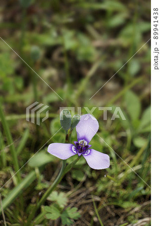 草はらに咲く可憐なチリアヤメの紫色の花 草はらに咲く可憐なチリアヤメの紫色の花 89941438