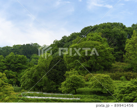 青空と新緑の風景 青空と新緑の風景 89941456