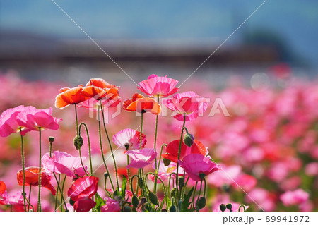 ポピー5897 89941972