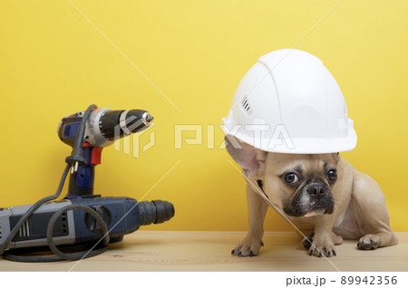 Bulldog dog in a white protective construction helmet sits among wrenches near the yellow wall celebrating Labor Day. The dog looks attentively into the camera and sitting sideways in a photo studio. Bulldog dog in a white protective construction helmet sits among wrenches near the yellow wall celebrating Labor Day. The dog looks attentively into the camera and sitting sideways in a photo studio. 89942356