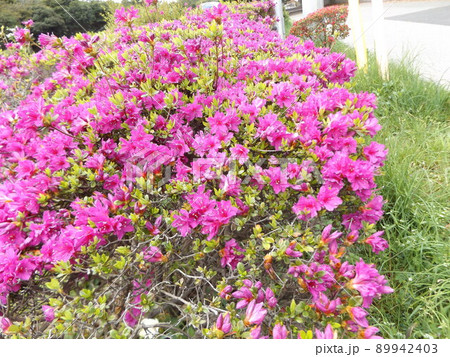 大きい桃色の花の躑躅の花 大きい桃色の花の躑躅の花 89942403