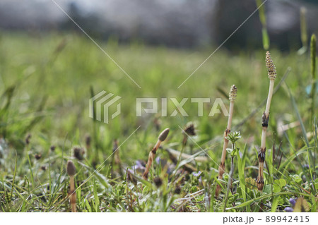 顔を出したつくし 89942415