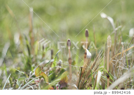 顔を出したつくし 89942416