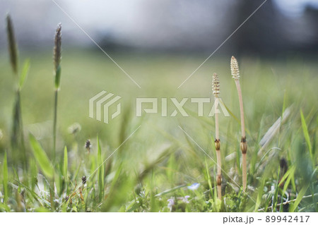 顔を出したつくし 顔を出したつくし 89942417