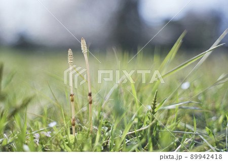 顔を出したつくし 89942418