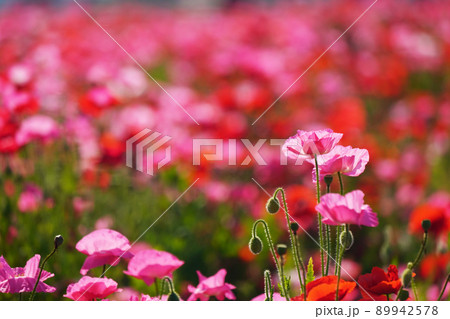 ポピー5891 89942578