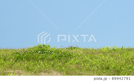 青空と植物。(背景、コピースペース、素材) 89942791