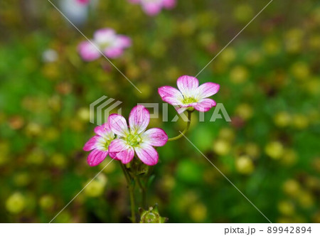 可憐に咲くクモマグサ 可憐に咲くクモマグサ 89942894