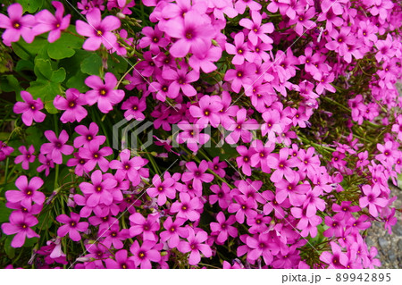 群生するいもかたばみの花 群生するいもかたばみの花 89942895