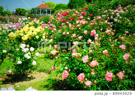 イギリス、ニュージーランドのバラ 89943029