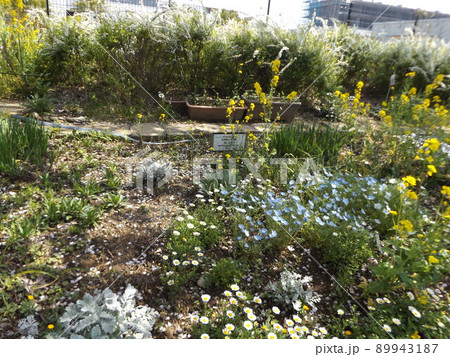 こじま花の会花畑の黄色い菜の花と空色のネモフイラ こじま花の会花畑の黄色い菜の花と空色のネモフイラ 89943187
