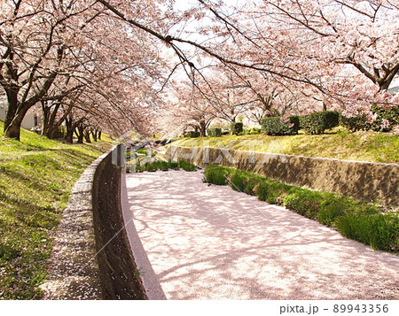水無瀬川の桜と花筏 89943356