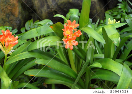 クンシランの花 クンシランの花 89943533