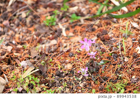 オオミスミソウの花 89943538