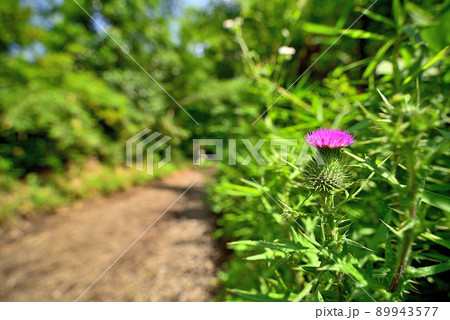 梅雨の晴れ間の野アザミ 89943577