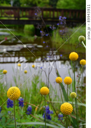 春の花園 花の公園 睡蓮の池 春の花園 花の公園 睡蓮の池 89943911