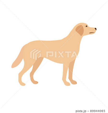Vector flat labrador dog Vector flat labrador dog 89944065