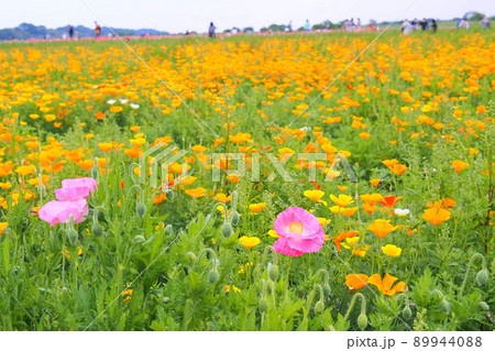 荒川河川敷のポピー畑、一面のオレンジのポピーと一輪のピンクのポピー【埼玉県鴻巣市】 89944088