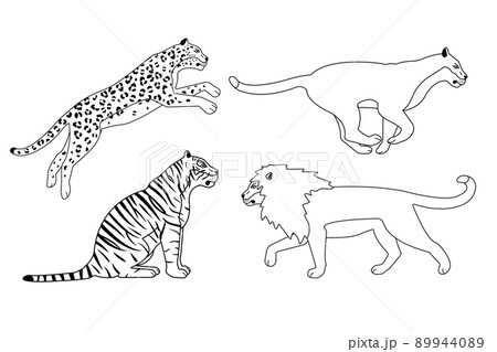 Vector set of flat outline wild big cats Vector set of flat outline wild big cats 89944089