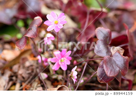 オオミスミソウの花 89944159