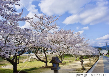 国宝 神魂神社参道の桜 国宝 神魂神社参道の桜 89944216