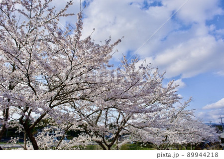国宝 神魂神社参道の桜 国宝 神魂神社参道の桜 89944218