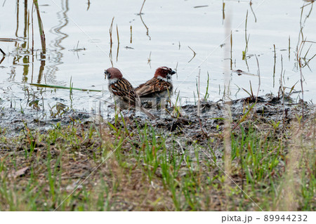 野鳥スズメのペア 89944232