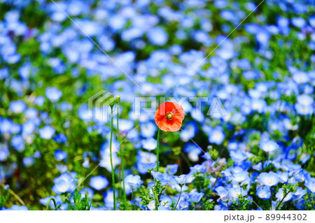 ネモフィラの中に咲く別の色の花 89944302