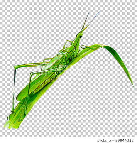 逼真的水彩風格蚱蜢插圖 89944318