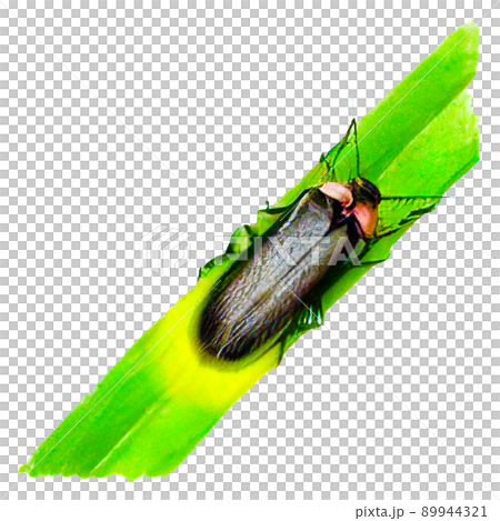 水彩画風のリアルなホタルのイラスト 89944321