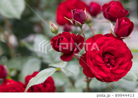 埼玉県伊奈町制施行記念公園　バラ園　バラまつり 89944413