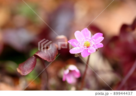 オオミスミソウの花 オオミスミソウの花 89944437