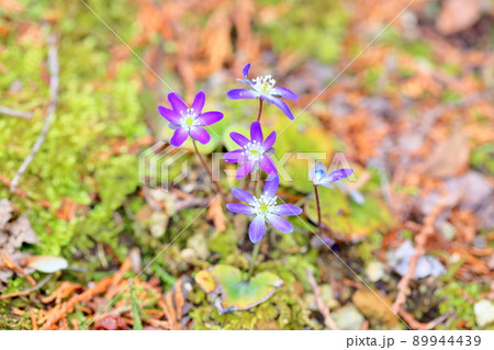 オオミスミソウの花 オオミスミソウの花 89944439