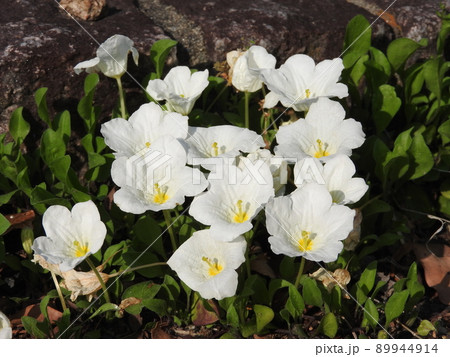 ギンパイソウ（銀盃草） 89944914