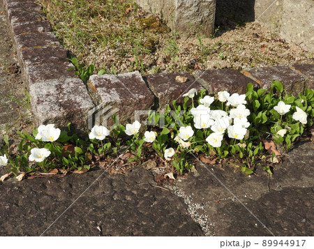 ギンパイソウ(銀盃草) ギンパイソウ(銀盃草) 89944917
