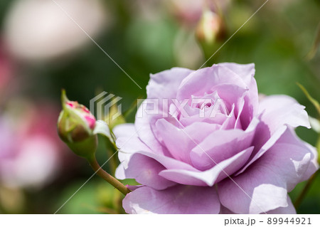 埼玉県伊奈町制施行記念公園　バラ園　バラまつり 89944921