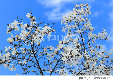 青空と白い木蓮の花 青空と白い木蓮の花 89945017
