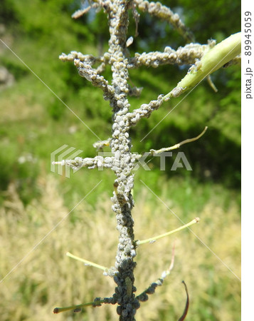 菜の花の茎に群がる「アブラムシ」 89945059