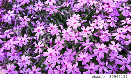 芝桜 89945131