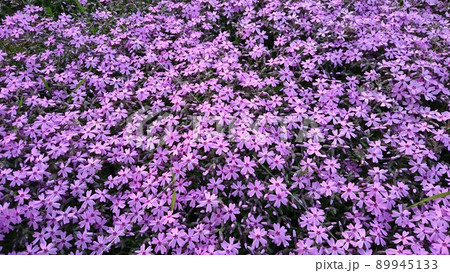 芝桜 芝桜 89945133