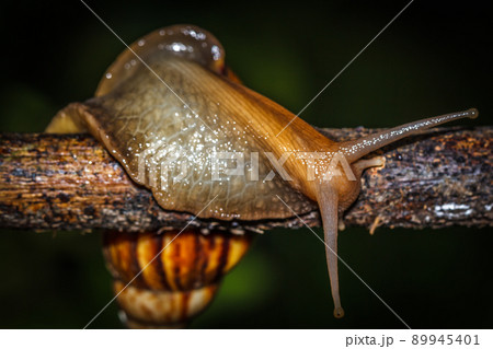 Snails crawl on the branches. 89945401