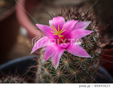 Cactus thorn 89945625