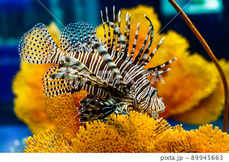 Beautiful White Lined Lionfish 89945663