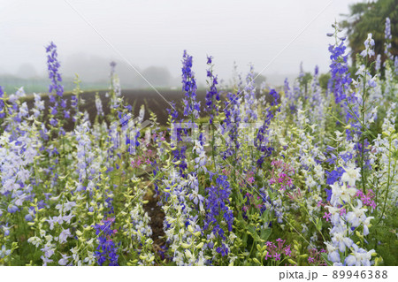 朝霧を背景にした千鳥草(デルフィニューム)/キンポウゲ科 朝霧を背景にした千鳥草(デルフィニューム)/キンポウゲ科 89946388