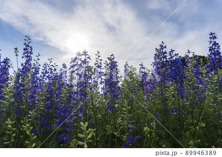 太陽を背にした千鳥草(デルフィニューム)/キンポウゲ科 太陽を背にした千鳥草(デルフィニューム)/キンポウゲ科 89946389