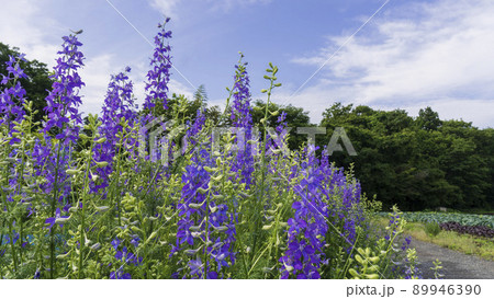 沢山の千鳥草（デルフィニューム）が咲く田舎の風景 89946390