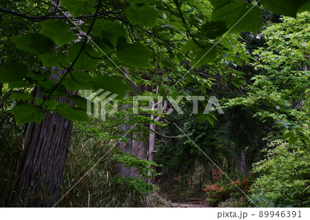 葛城山登山口の新緑 葛城山登山口の新緑 89946391