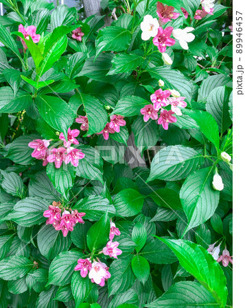 東京御茶ノ水・都心のビル街に咲くオオベニウツギの花 東京御茶ノ水・都心のビル街に咲くオオベニウツギの花 89946457