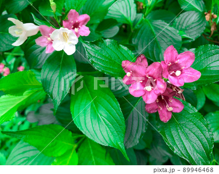 東京御茶ノ水・都心のビル街に咲くオオベニウツギの花 東京御茶ノ水・都心のビル街に咲くオオベニウツギの花 89946468
