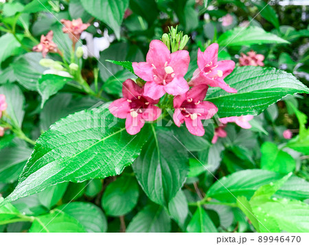 東京御茶ノ水・都心のビル街に咲くオオベニウツギの花 東京御茶ノ水・都心のビル街に咲くオオベニウツギの花 89946470
